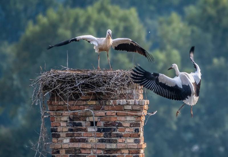Expert Chimney Animal Removal in Waltham , MA Professional Chimney Animal Removal Services in Waltham , Massachusetts