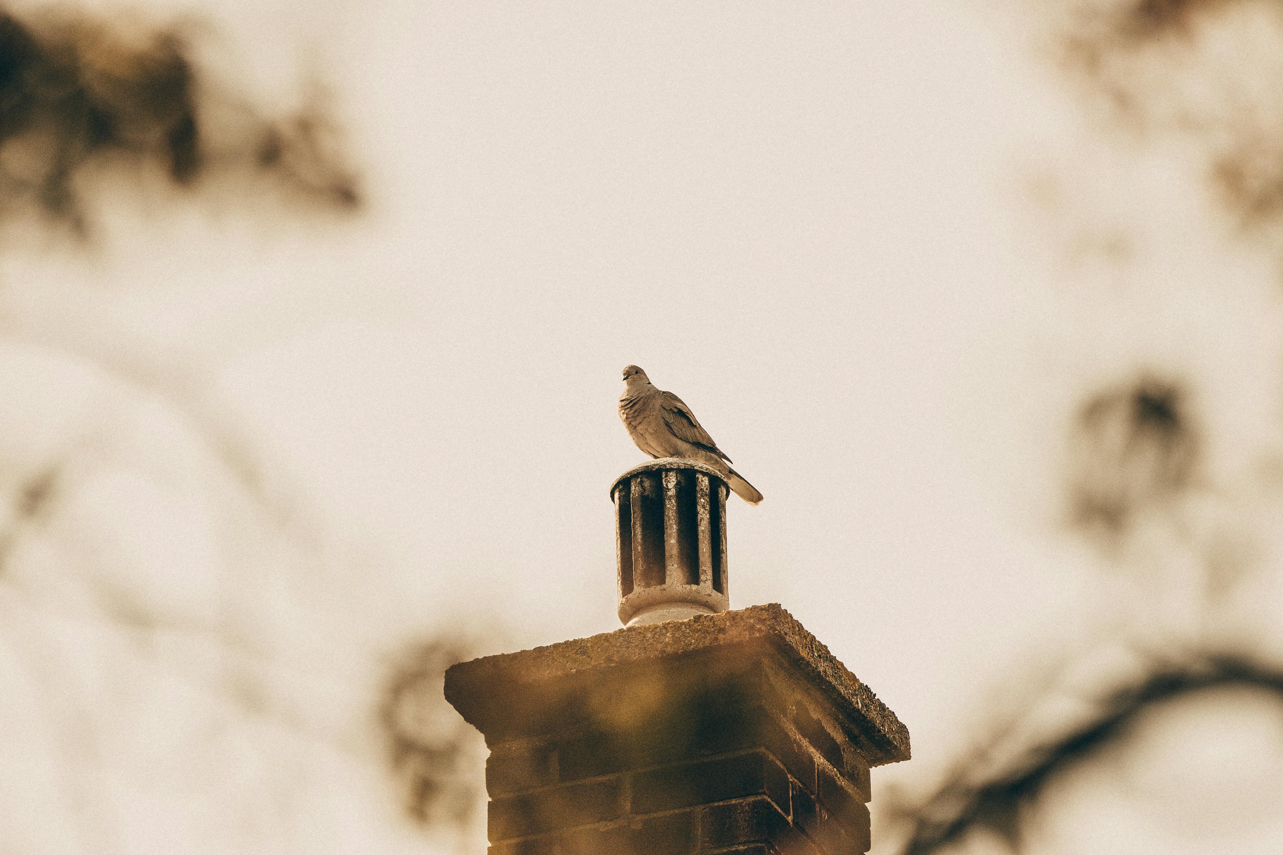 Professional Chimney Cap and Damper In Waltham  Massachusetts